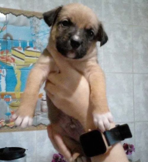 Цуценята піт-бультер'єра