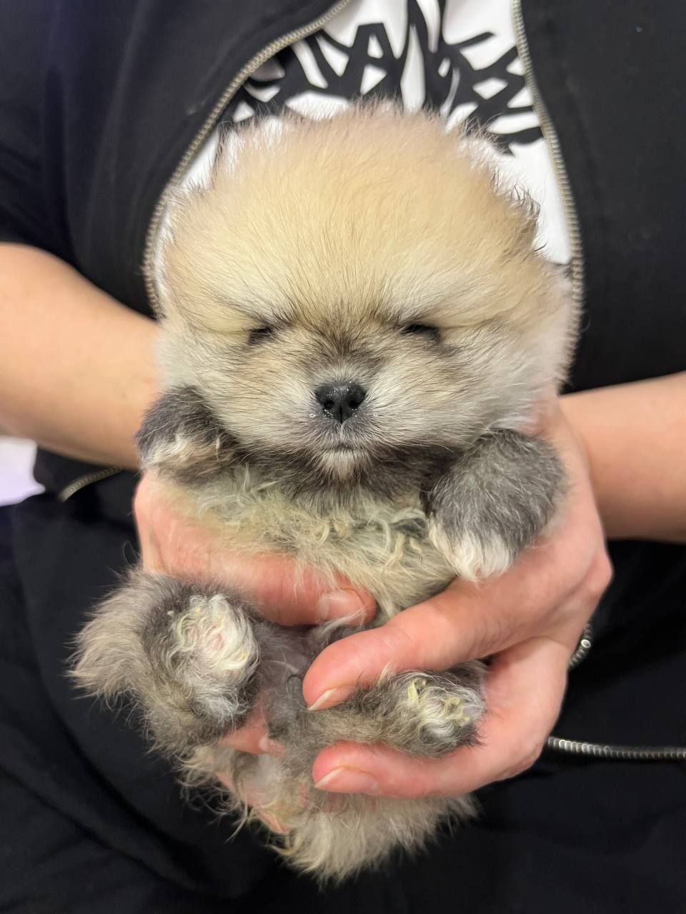 Щенки Померанского шпица.