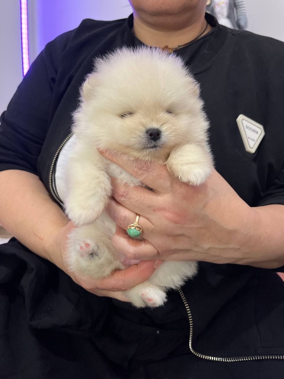 Щенки Померанского шпица.