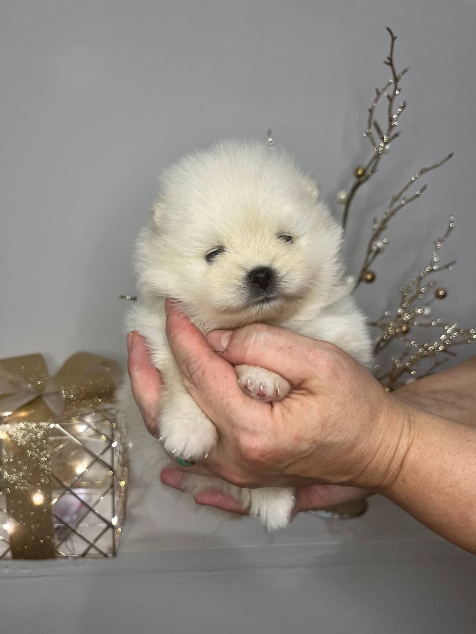 Щенки Померанского шпица.