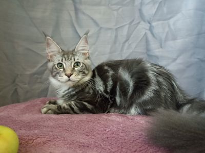 Котята Мейн Кун