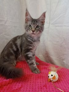 Котята Мейн Кун