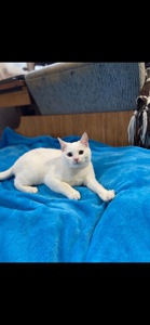 Котик Мілкі