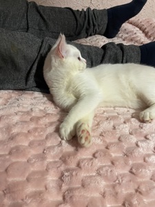 Котик Мілкі