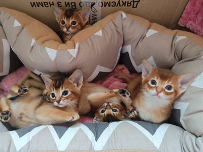 Абіссинський котик CFA забарвлення соррель у пошуках люблячої родини