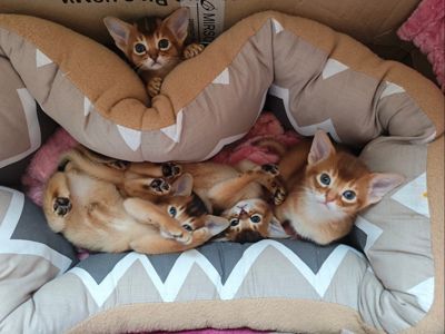 Абіссинський котик CFA забарвлення соррель у пошуках люблячої родини