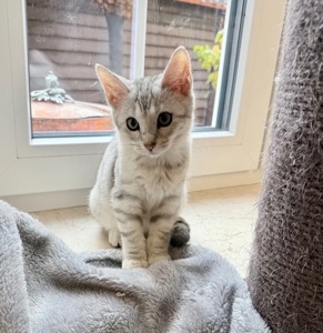 Бенгальская мама, мейн кун папа, белоснежная девочка