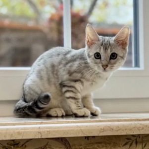 Бенгальская мама, мейн кун папа, белоснежная девочка