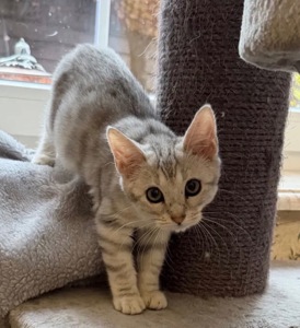 Бенгальская мама, мейн кун папа, белоснежная девочка