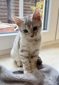 Бенгальская мама, мейн кун папа, белоснежная девочка