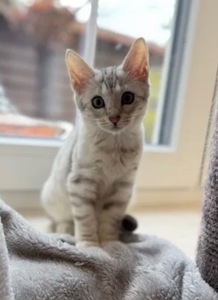 Бенгальская мама, мейн кун папа, белоснежная девочка