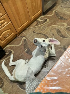 Мальчик Персик