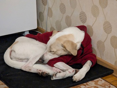 Мальчик Персик