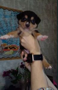 Цуценята піт-бультер'єра