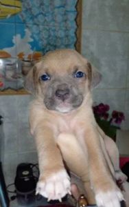 Цуценята піт-бультер'єра