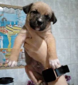 Цуценята піт-бультер'єра