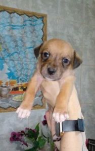 Цуценята піт-бультер'єра