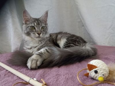 Котята Мейн Кун