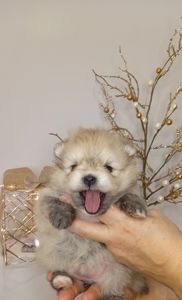 Щенки Померанского шпица.