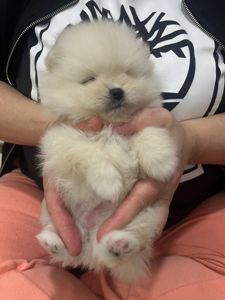 Щенки Померанского шпица.