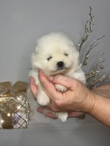 Щенки Померанского шпица.