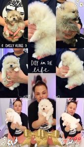 Щенки Померанского шпица.