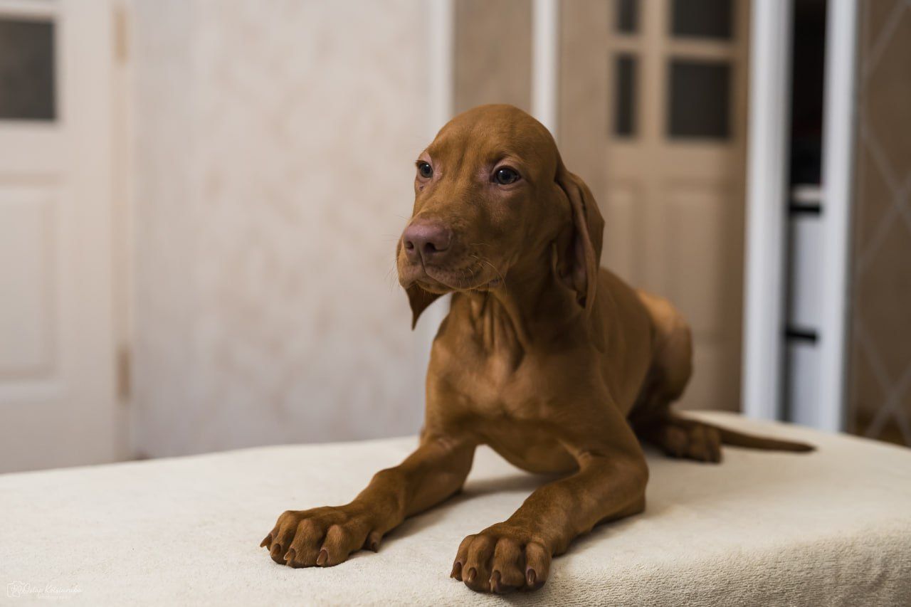 Цуценята Угорської Вижли Вакцинований з документами