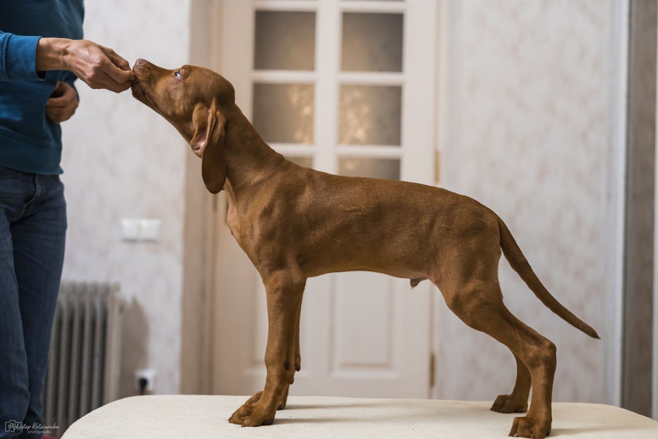 Цуценята Угорської Вижли Вакцинований з документами