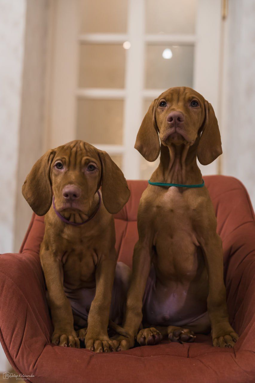 Цуценята Угорської Вижли Вакцинований з документами