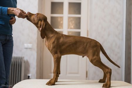 Цуценята Угорської Вижли Вакцинований з документами