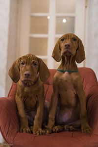 Цуценята Угорської Вижли Вакцинований з документами