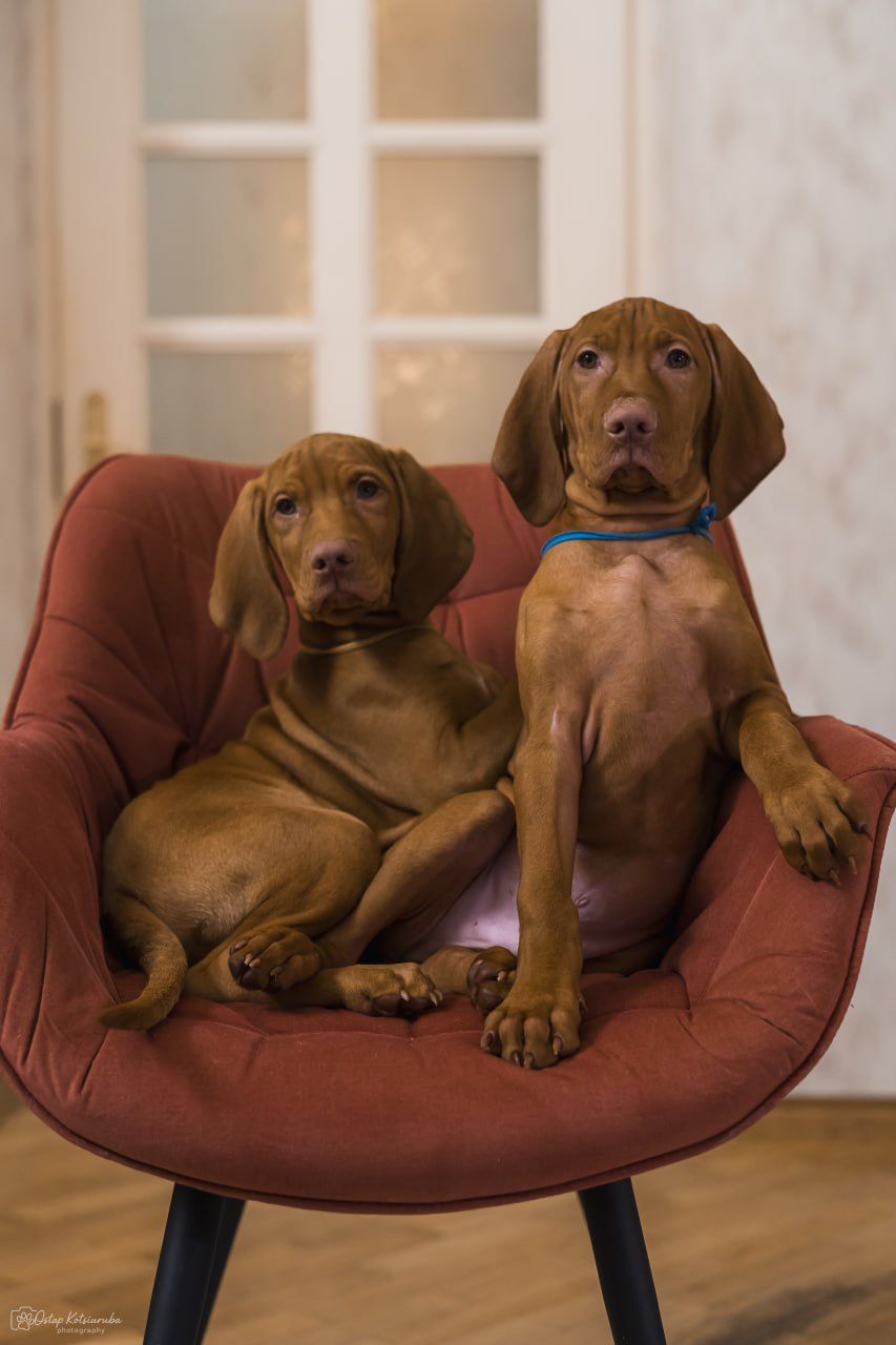 Чистокровна угорська вижла хлопчик є чіп вакцинований з документами