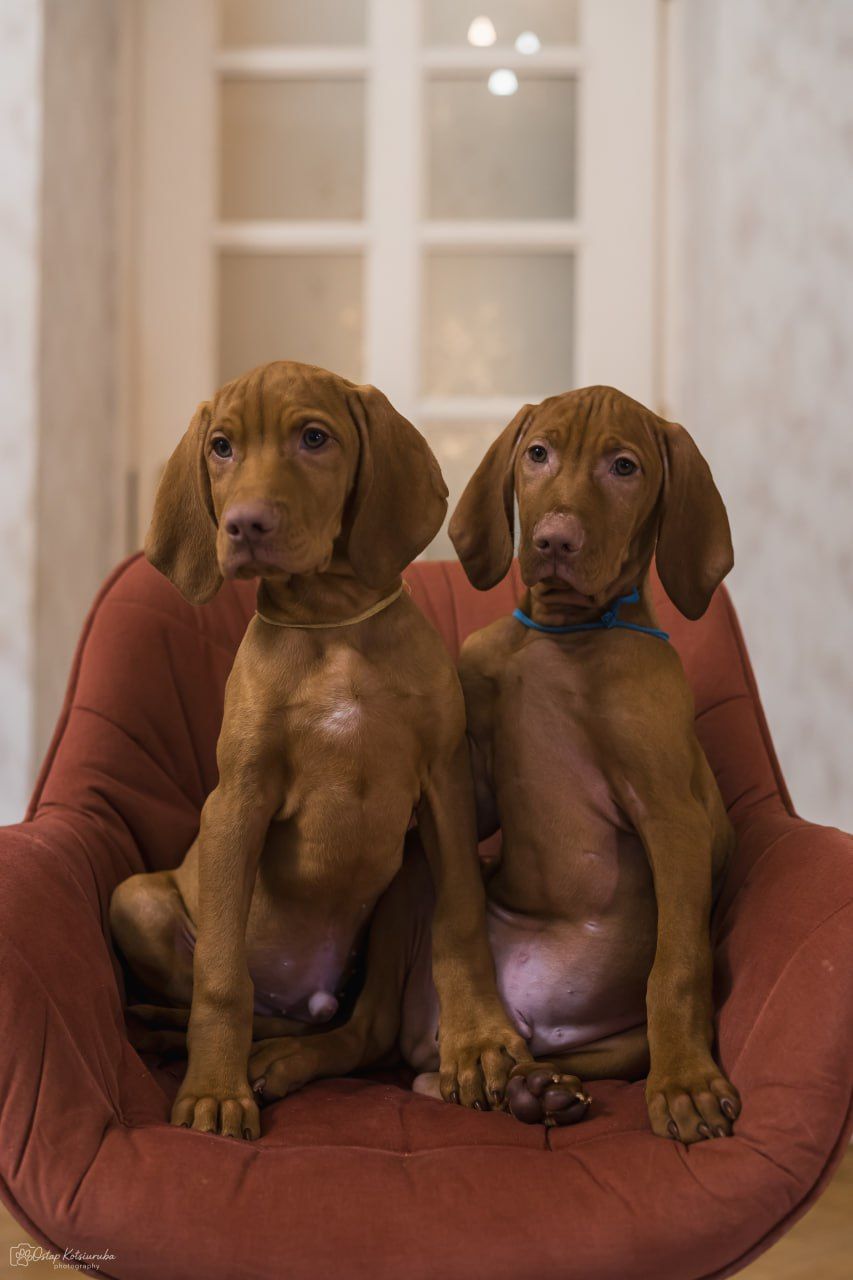 Чистокровна угорська вижла хлопчик є чіп вакцинований з документами