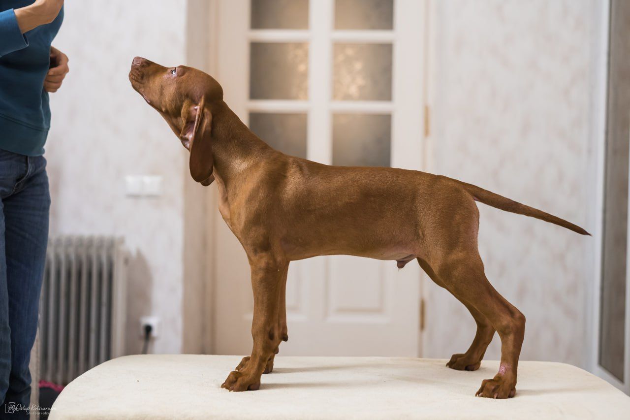 Чистокровна угорська вижла хлопчик вакцинований з документами є чіп