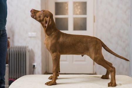 Чистокровна угорська вижла хлопчик є чіп вакцинований з документами