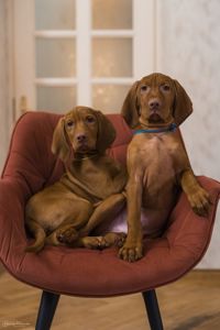 Чистокровна угорська вижла хлопчик є чіп вакцинований з документами