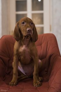 Чистокровна угорська вижла хлопчик вакцинований з документами є чіп