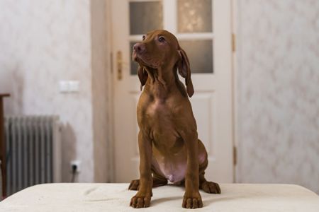 Чистокровна угорська вижла хлопчик вакцинований з документами є чіп