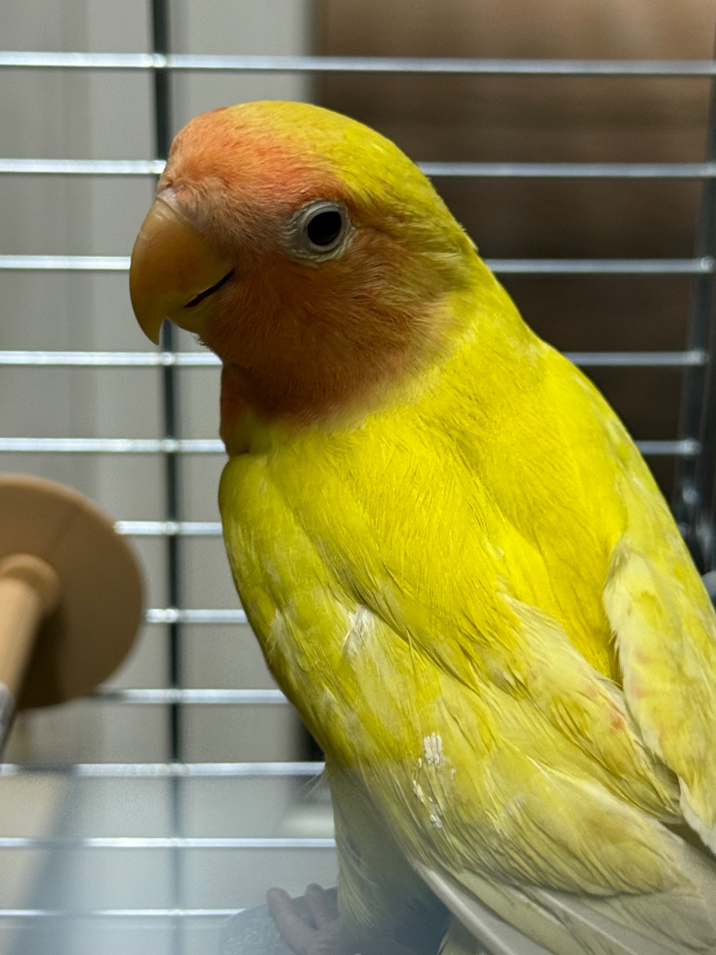 Нерозлучники різних видів, молоді