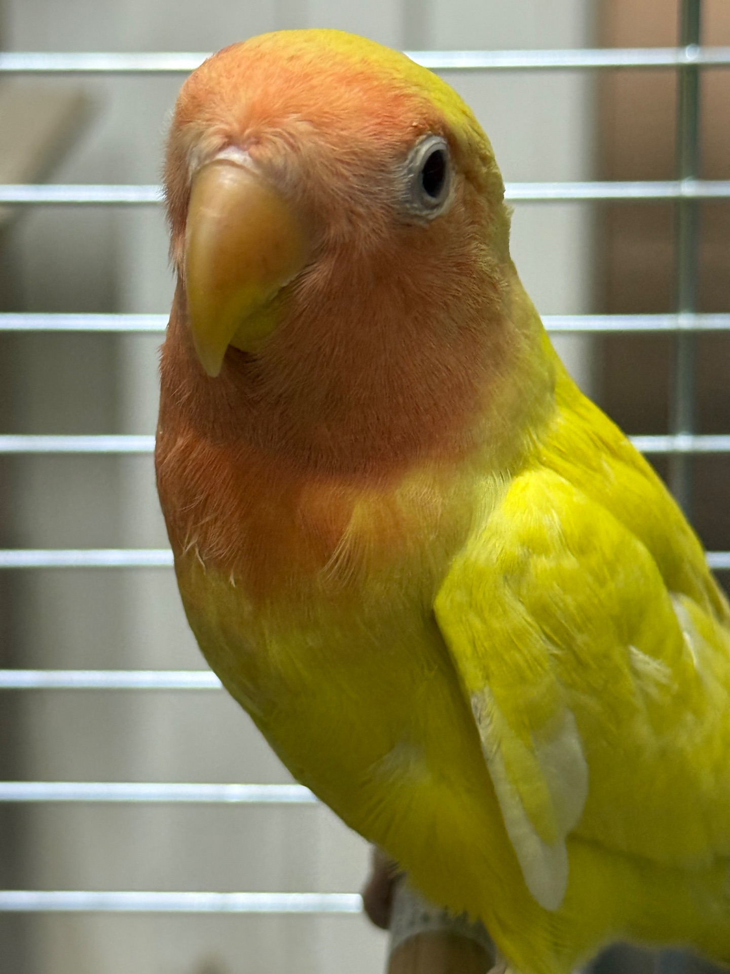 Нерозлучники різних видів, молоді