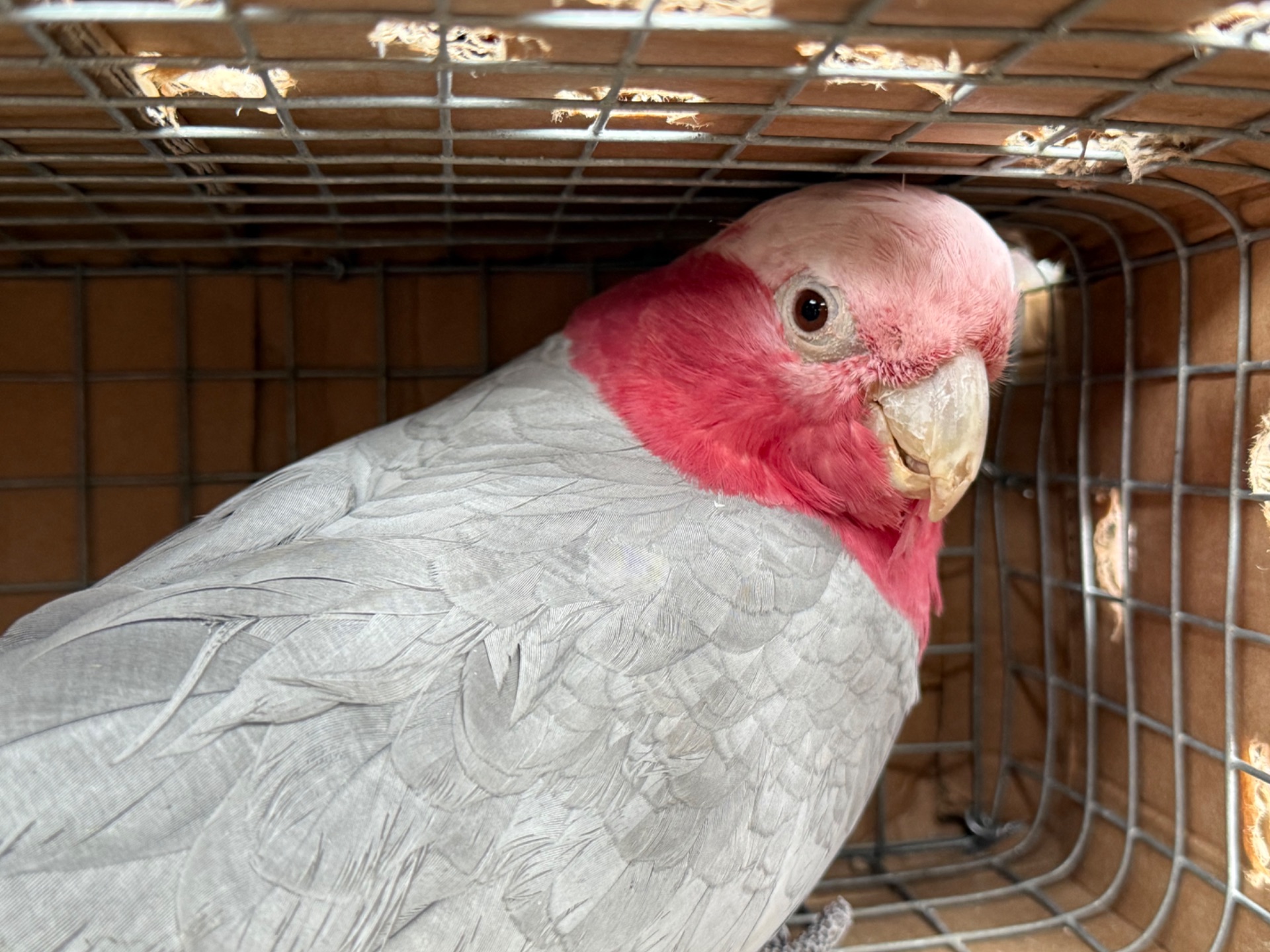 Рожева самка какаду 2019 року