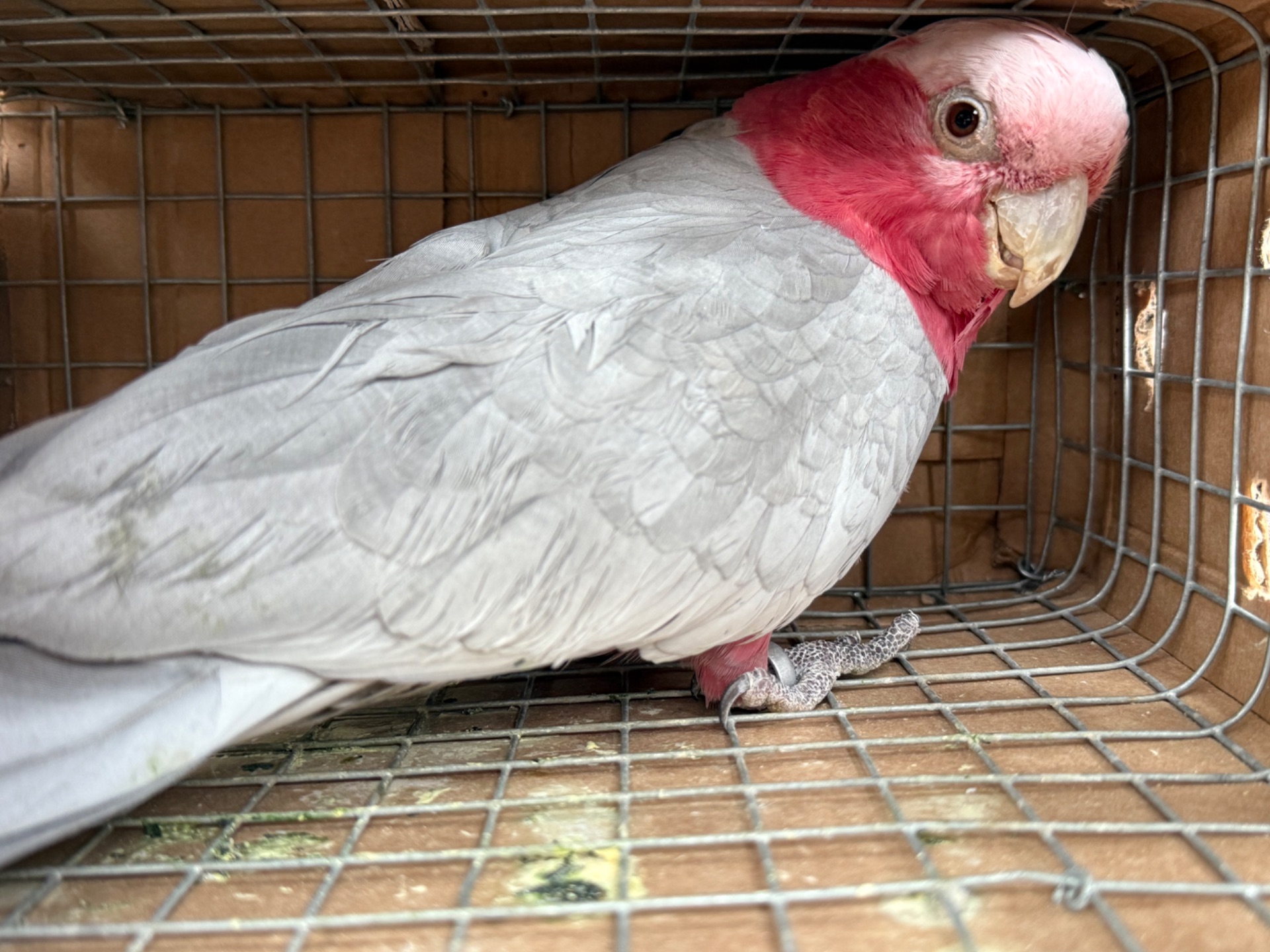 Рожева самка какаду 2019 року