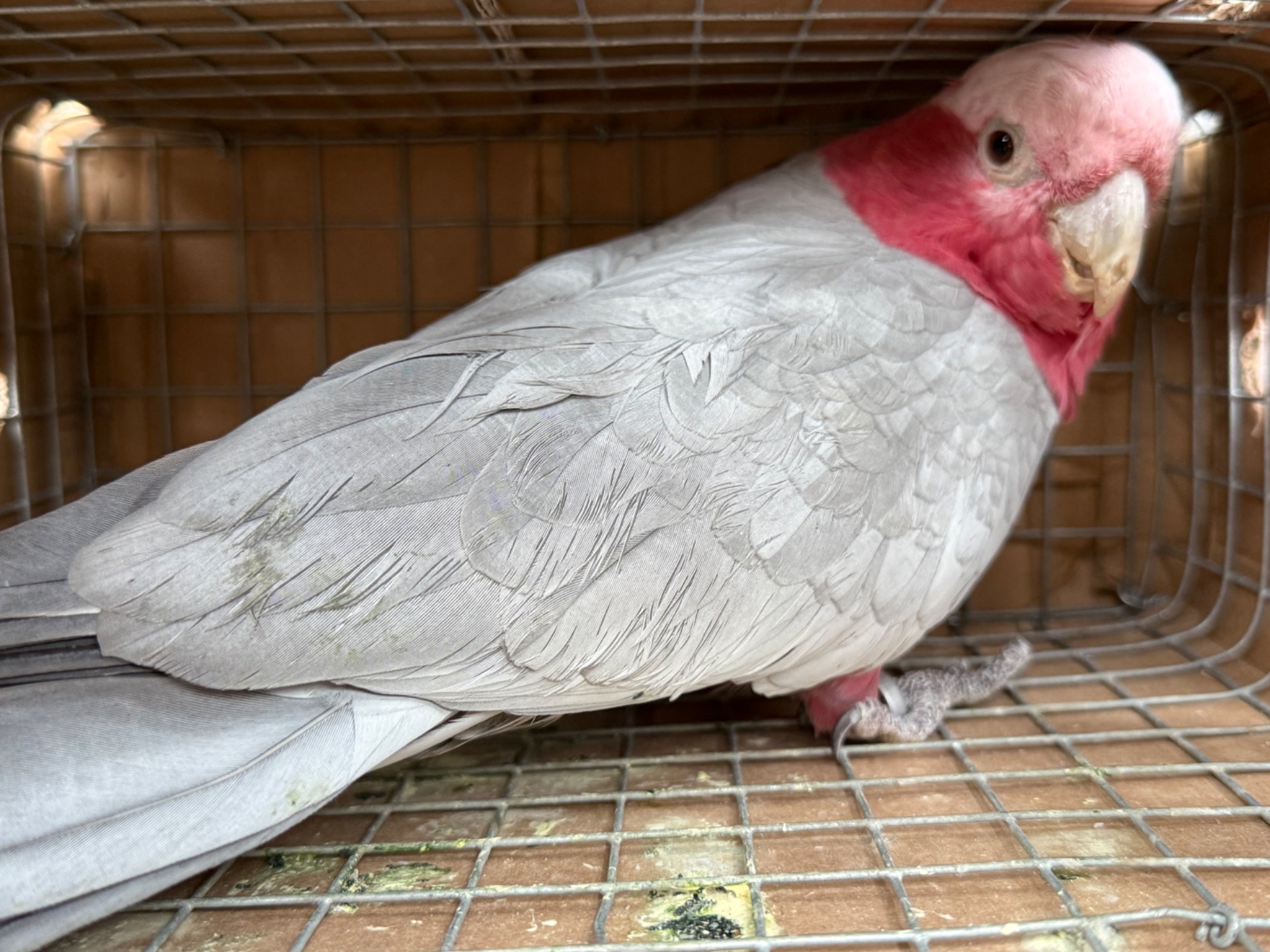 Рожева самка какаду 2019 року