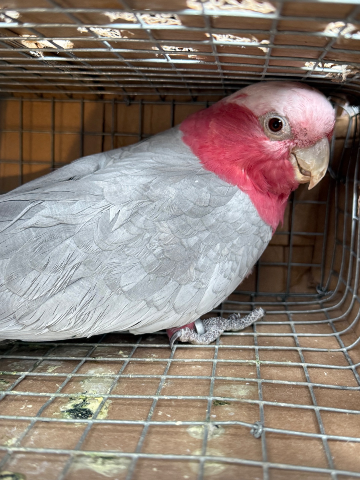 Рожева самка какаду 2019 року