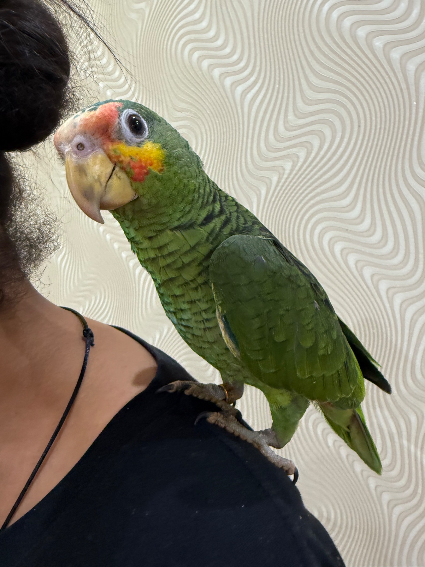 Амазон говорящий молодий, пташенятко