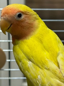 Нерозлучники різних видів, молоді