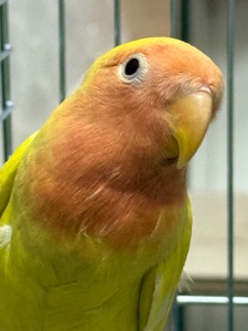 Нерозлучники різних видів, молоді