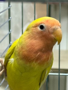 Нерозлучники різних видів, молоді