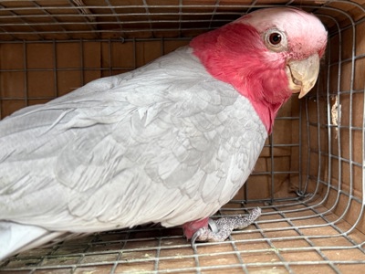 Рожева самка какаду 2019 року