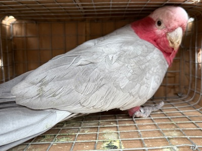 Рожева самка какаду 2019 року